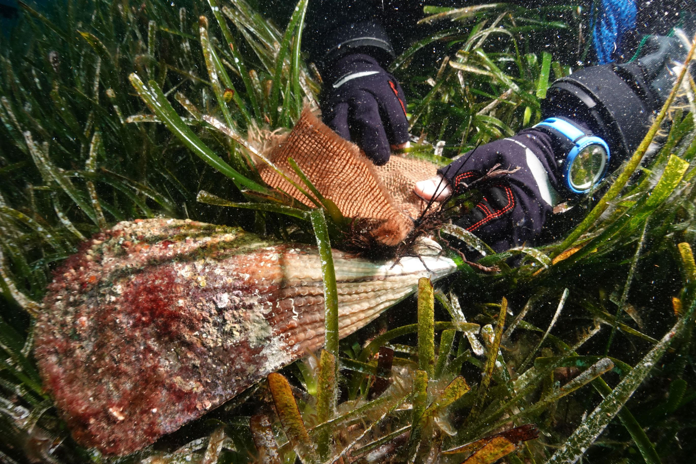 Imagen de la reintroducción de un ejemplar resistente de nacra en el Parque Nacional Marítimo-Terrestre del Archipiélago de Cabrera. Foto: Maite Vázquez-Luis C.O. Baleares (IEO, CSIC)