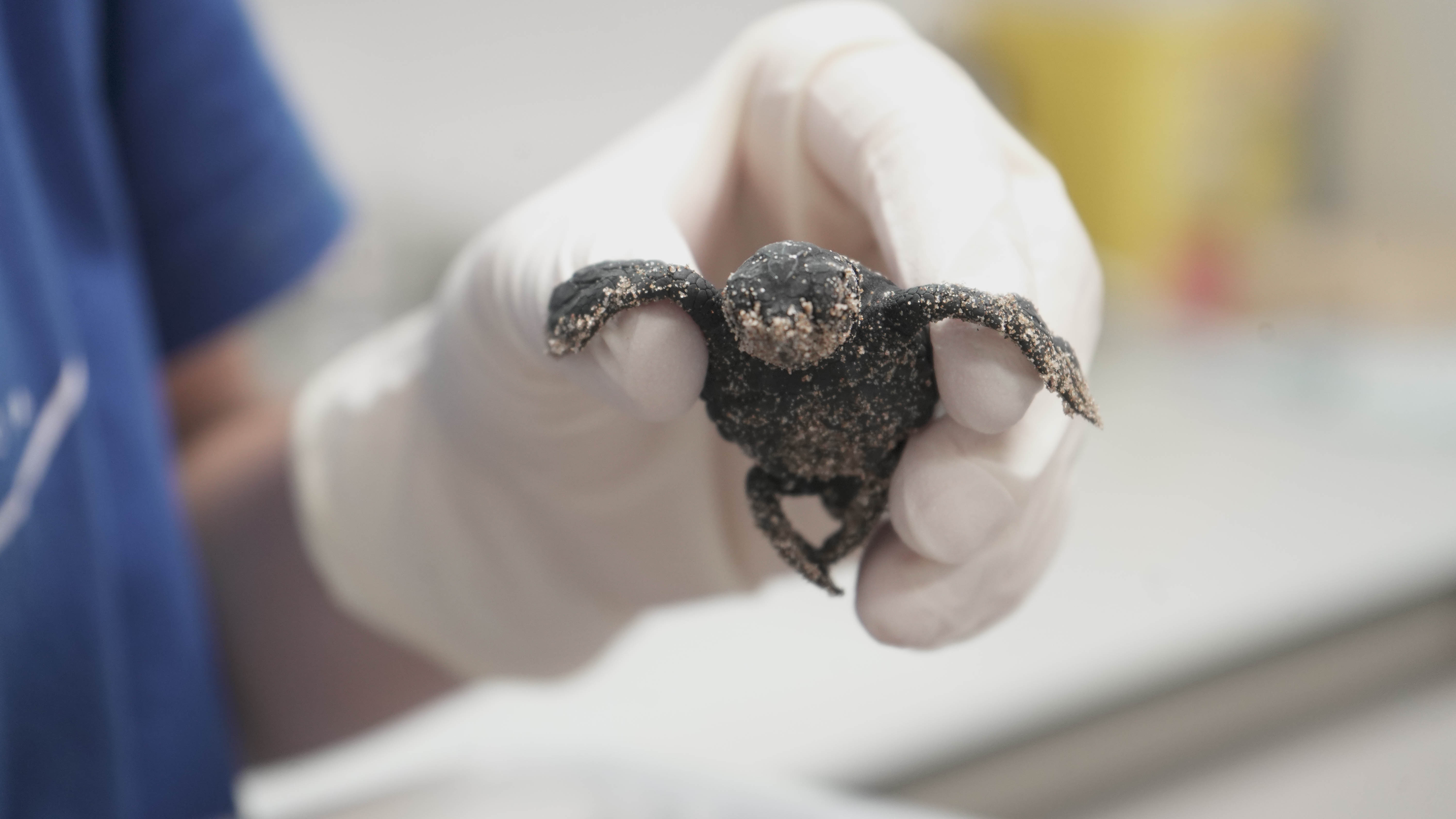 La pequeña tortuga recién nacida en Valencia. Foto: Fundación Oceanogràfic