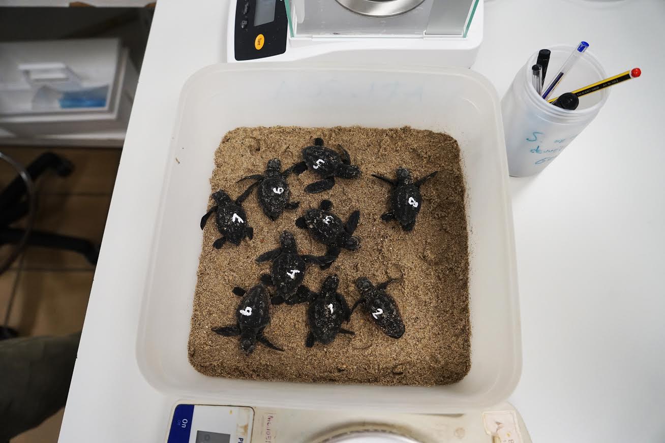 Los nueve neonatos de tortuga boba. Imagen: Fundación Oceanogràfic