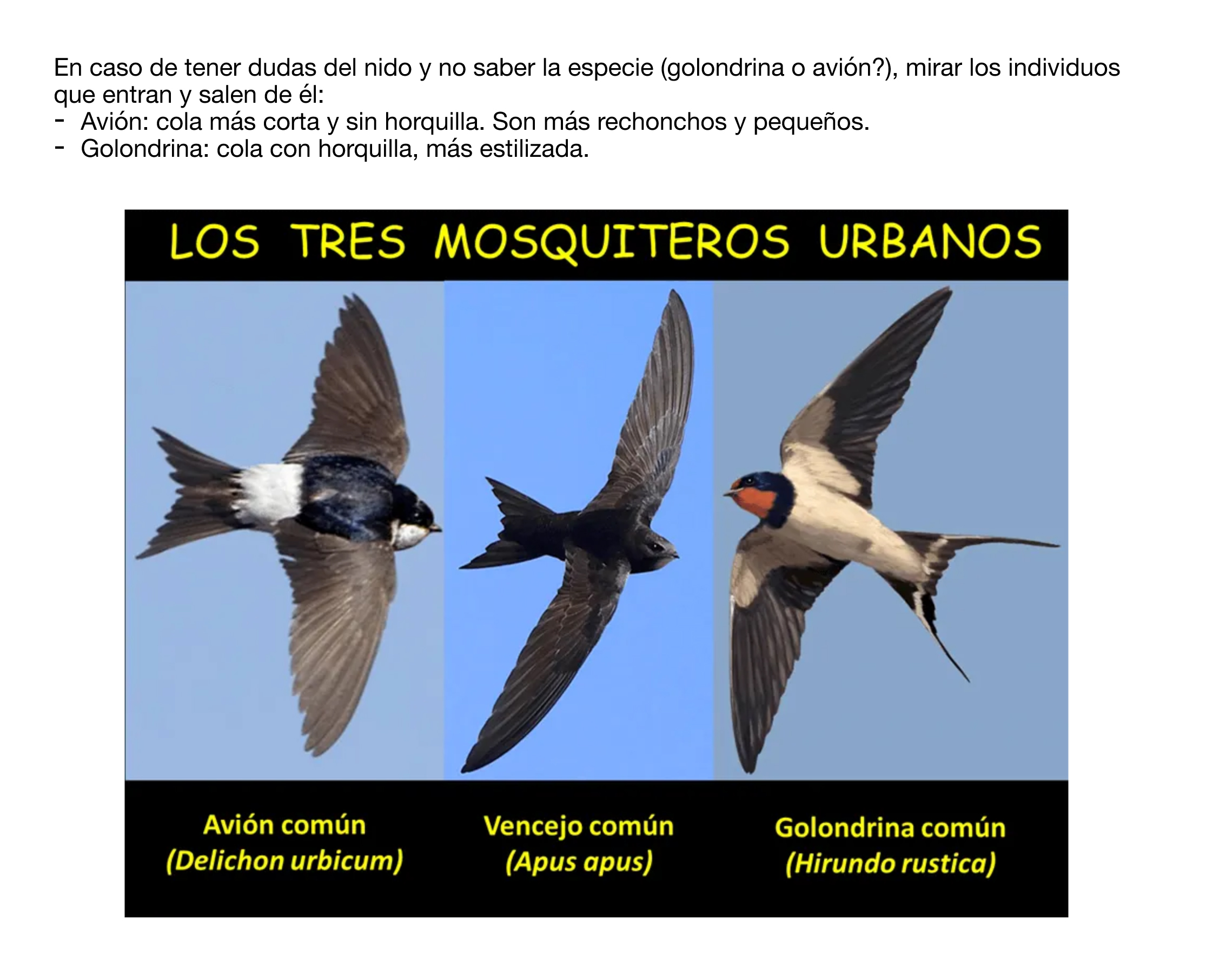 Fotografía para distinguir las tres especies. Imagen: SOS Vencejos / Anida Yecla