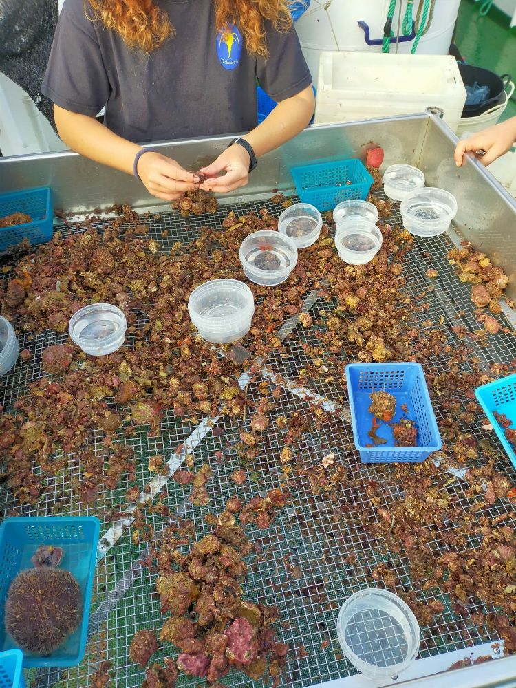 Trabajos de investigación durante la campaña. Foto: IEO-CSIC
