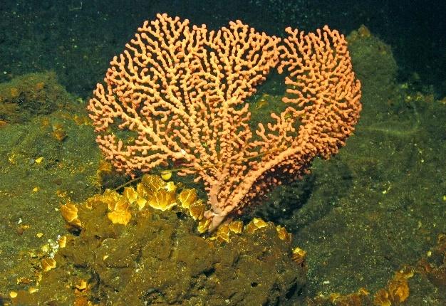 Paragorgia arborea es una especie conocida conocida como el coral chicle. Imagen: ROV Luso, FundaçãoOceano Azul & IMAR / IEO