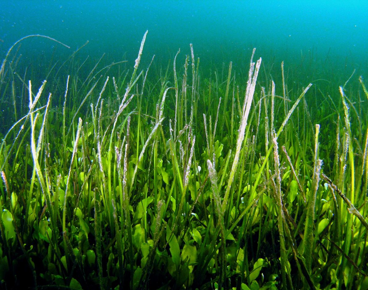 Pradera marina de entina ('Cymodocea nodosa') y oreja de liebre ('Caulerpa prolifera') que cubría el fondo de la laguna antes del colapso del ecosistema lagunar. Foto: © Juanma Ruiz (COMU-IEO, CSIC)