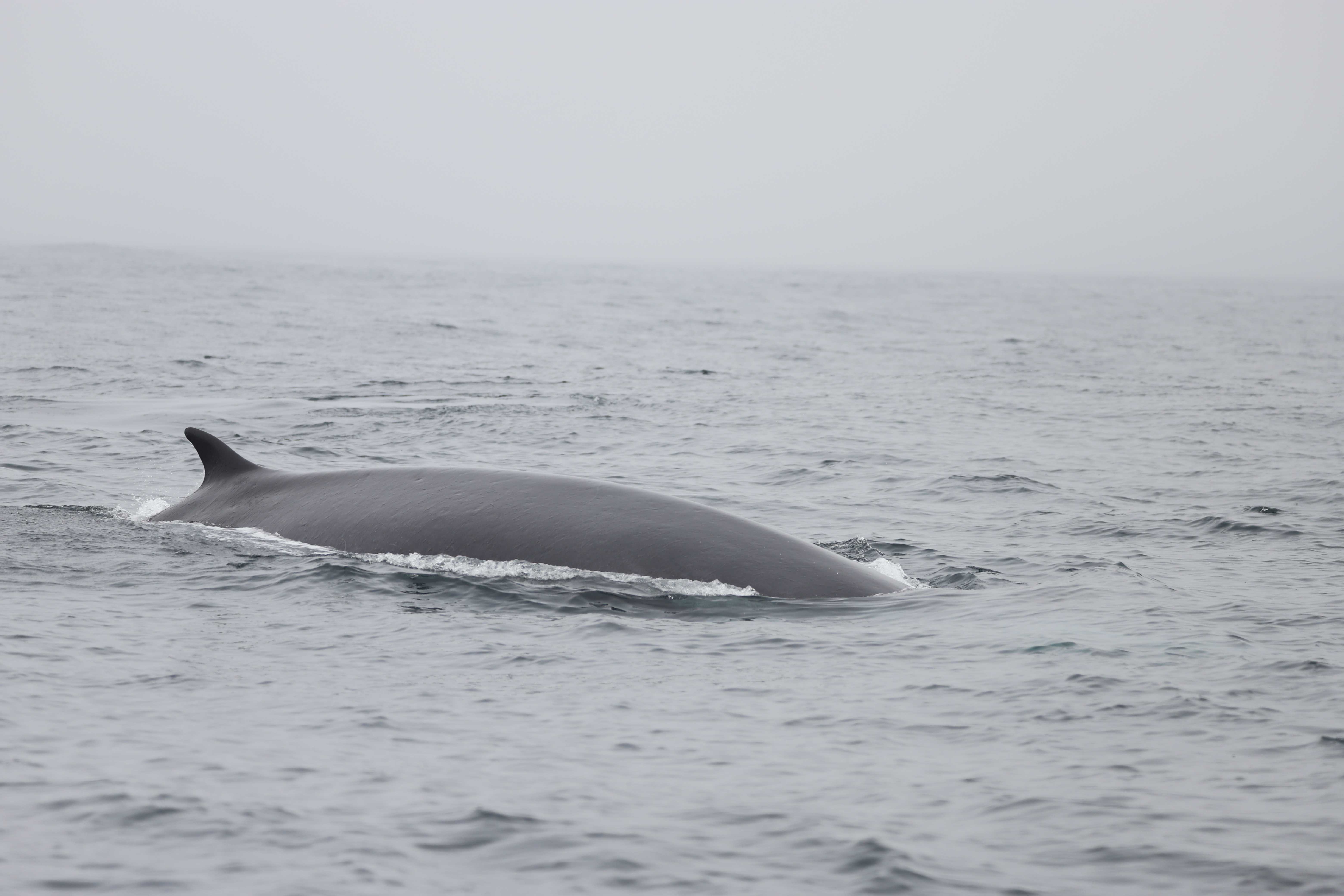 Un rorcual se asoma en las aguas gallegas. Foto: IEO, CSIC