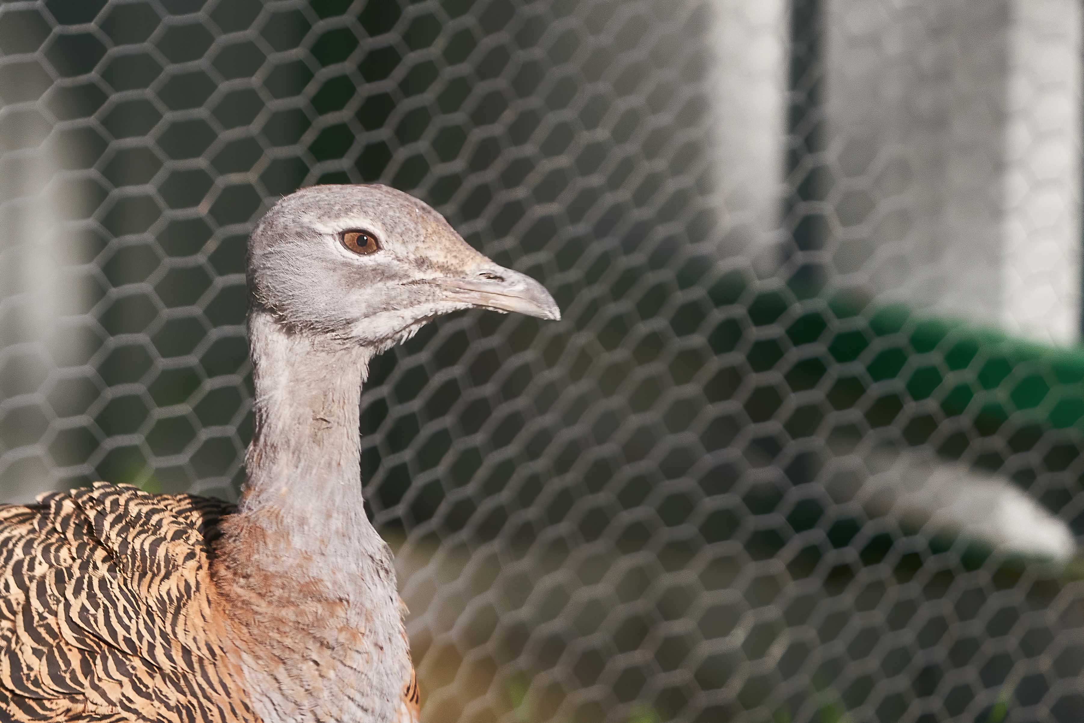 Un avutarda permanece en el recinto de aves esteparias de GREFA. Foto: Pablo Toledo/GREFA