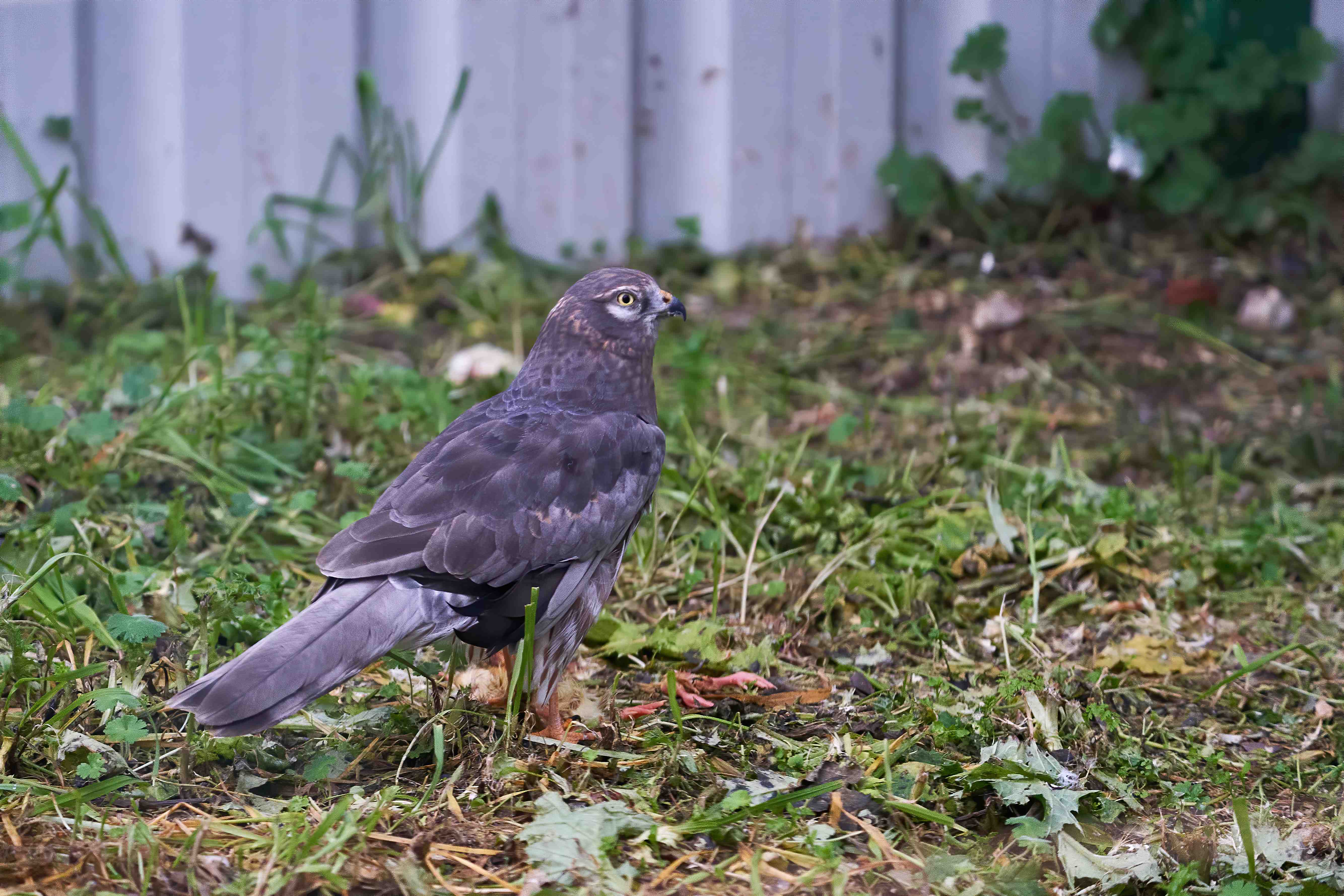 Aguilucho cenizo, en el recinto de aves esteparias de GREFA. Foto: Pablo Toledo/GREFA