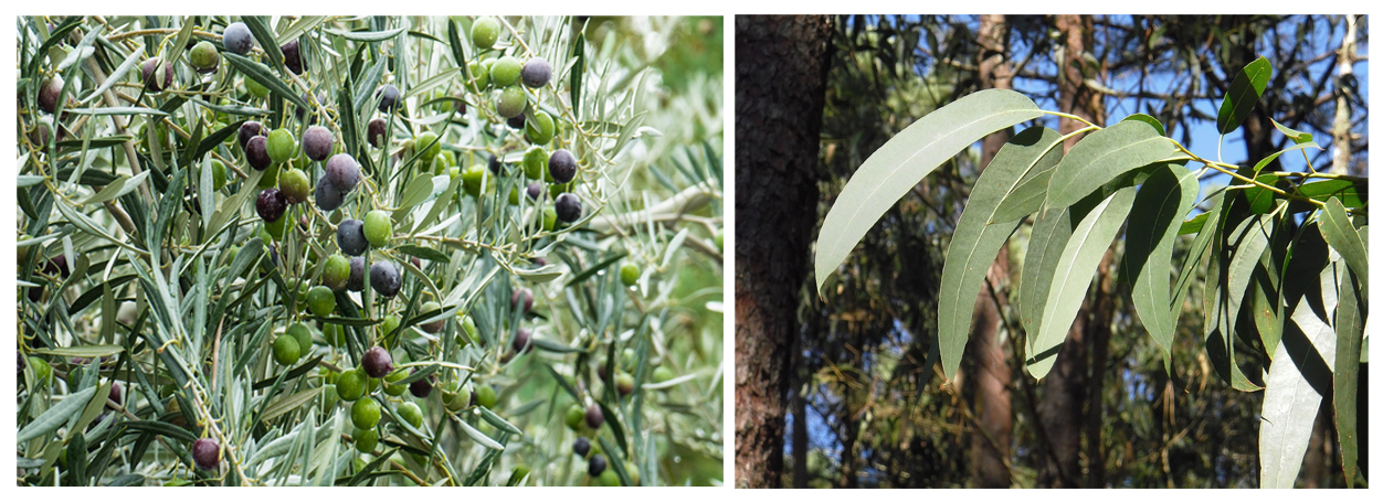A la izquierda, hojas y frutos de olivo. A a derecha, hojas de eucalipto. Imagen: Pixabay