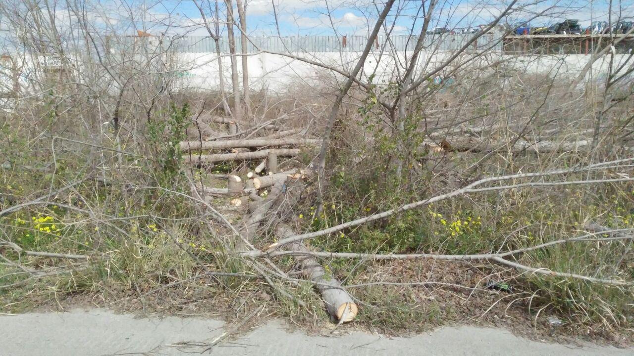 Restos de troncos caídos de la olmeda recién talada en Puebla de Soto. Imagen: Huermur