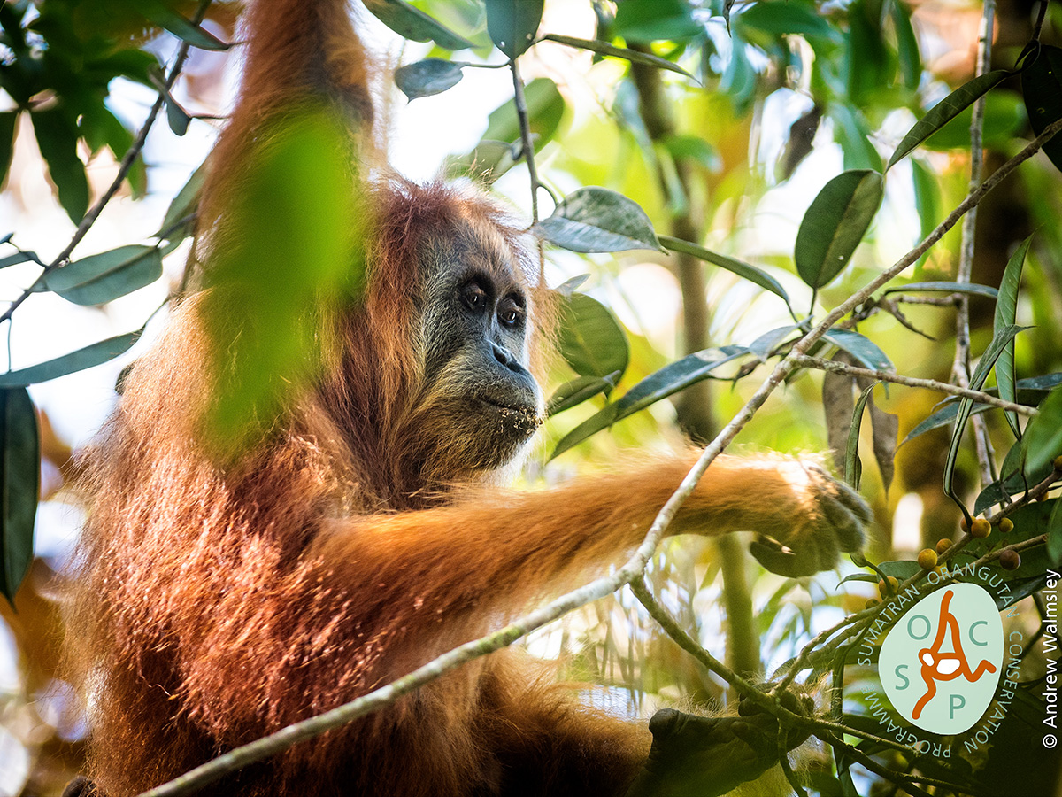 Orangutan de Tapanuli. Imagen: ANDREW WALMSLEY/ ESF