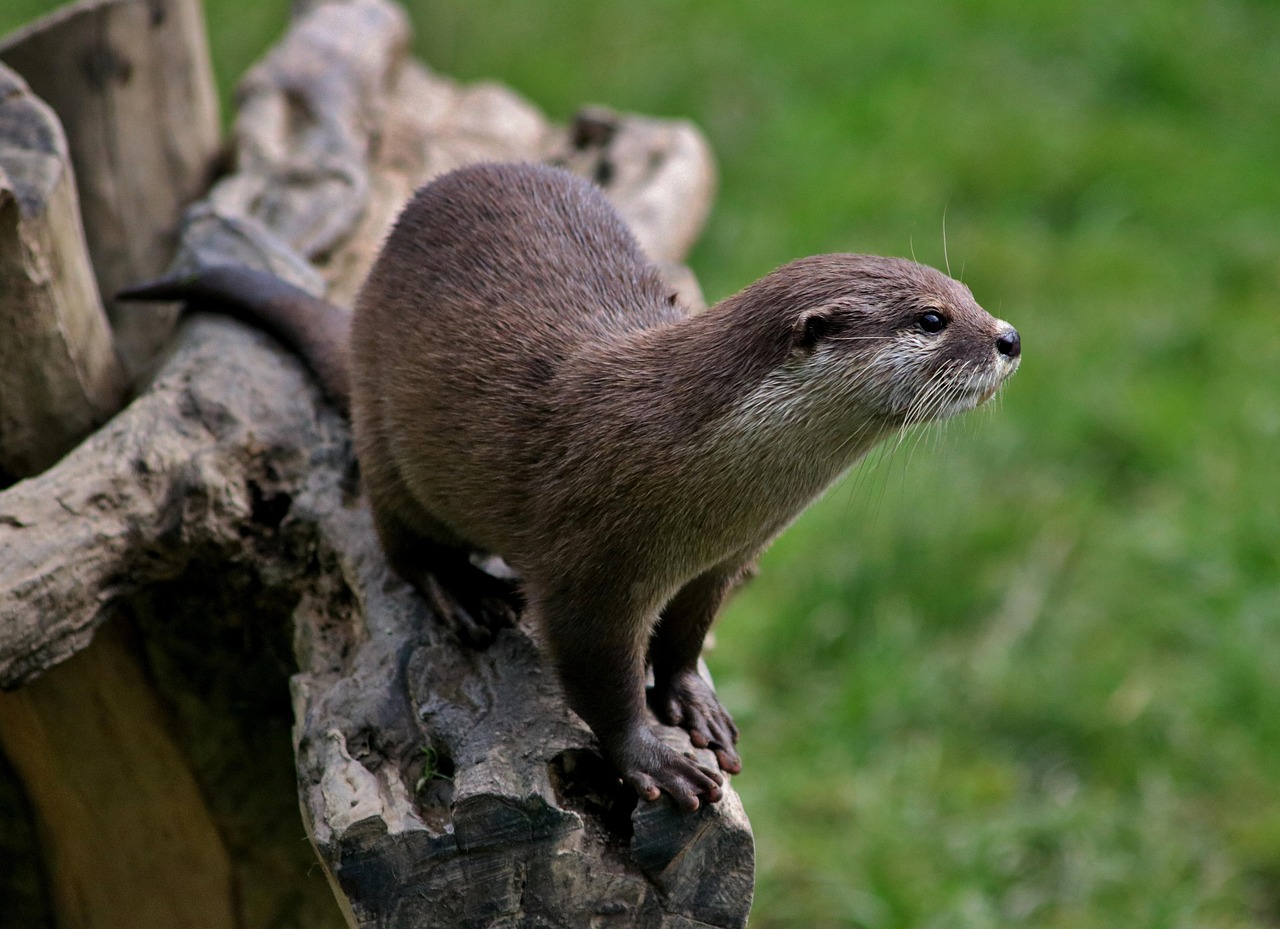 Un ejemplar de nutria. Foto: Milesl (Pixabay)