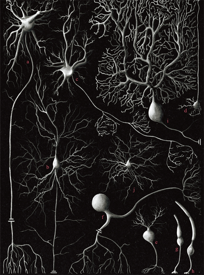 'Diversidad morfológica de las neuronas humanas', de Maddi Astigarraga Bergara, ha ganado en la categoría Año Cajal. Foto: MNCN-CSIC