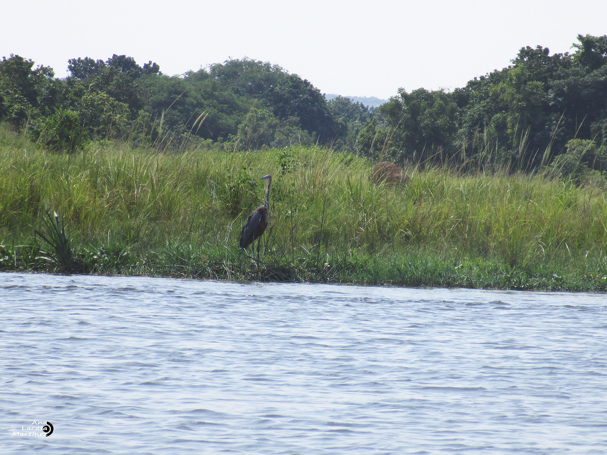 Una garza goliat (Ardea goliath), la más grande del mundo, espera que se le dé bien la pesca hoy a la orilla del Nilo