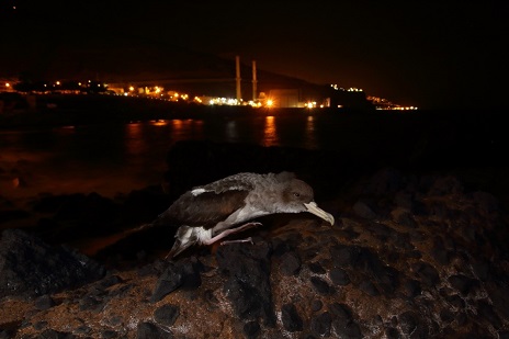 La pardela cenicienta cría bajo tierra y los pollos salen del nido hacia al mar por la noche. Foto: Beneharo Rodríguez / MNCN