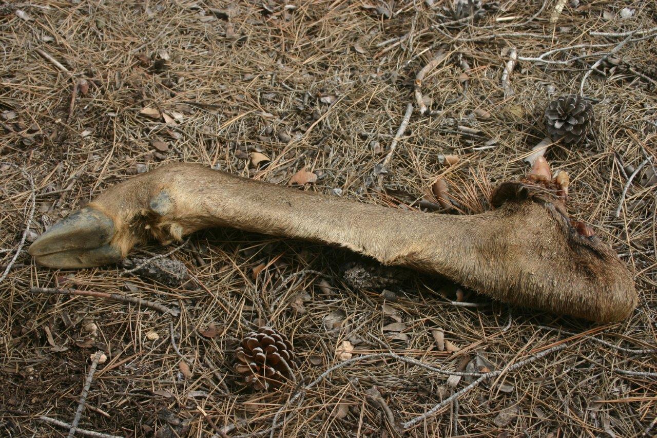 Imagen de una de las extremidades abandonadas que localizó un miembro de la Asociación Naturalista para la Investigación y Defensa del Altiplano (Anida). (Fotografía: Anida).