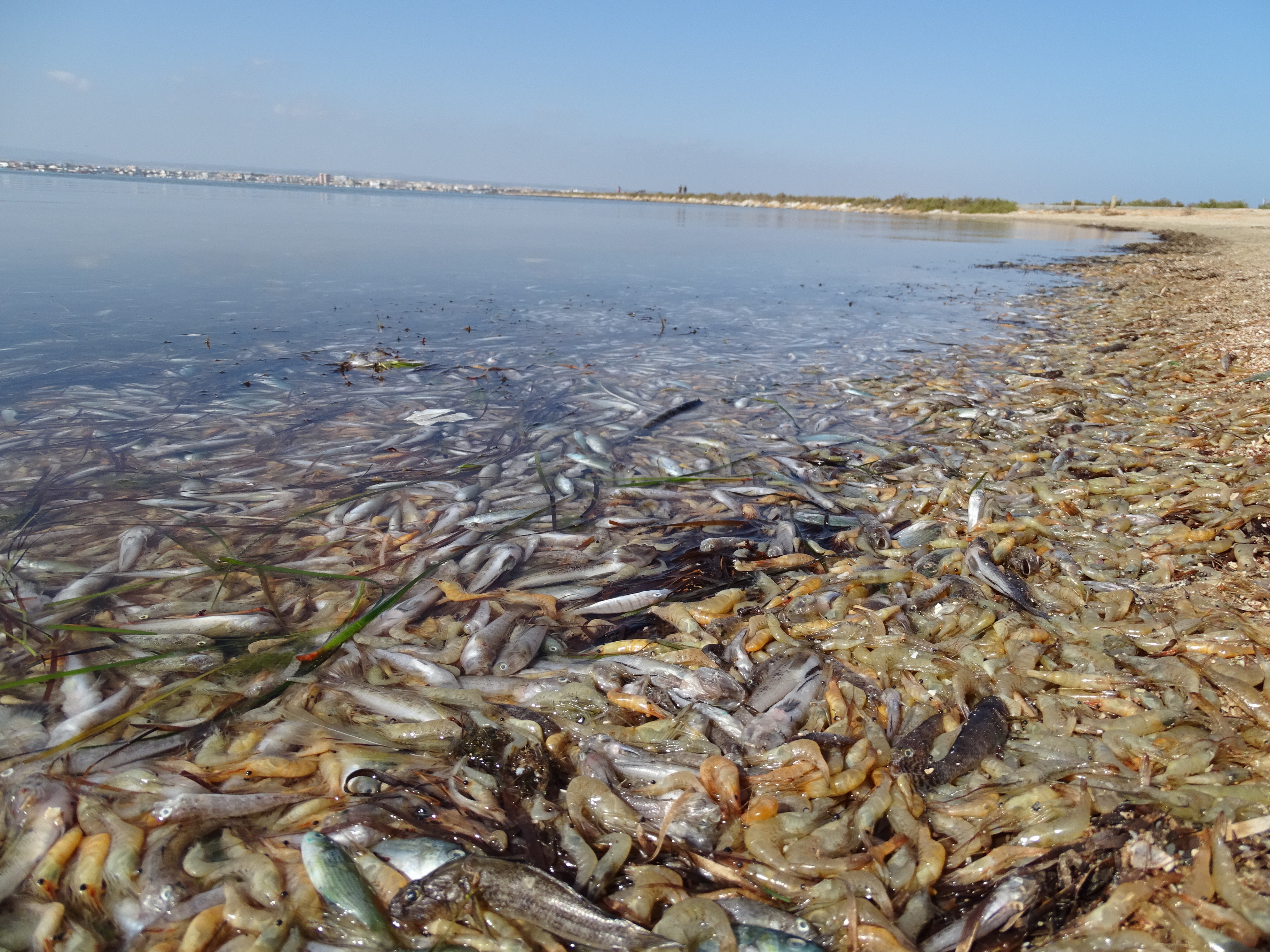 Animales marinos muertos ocupando grandes extensiones de la orilla del Mar Menor. Imagen: Pedro García / ANSE