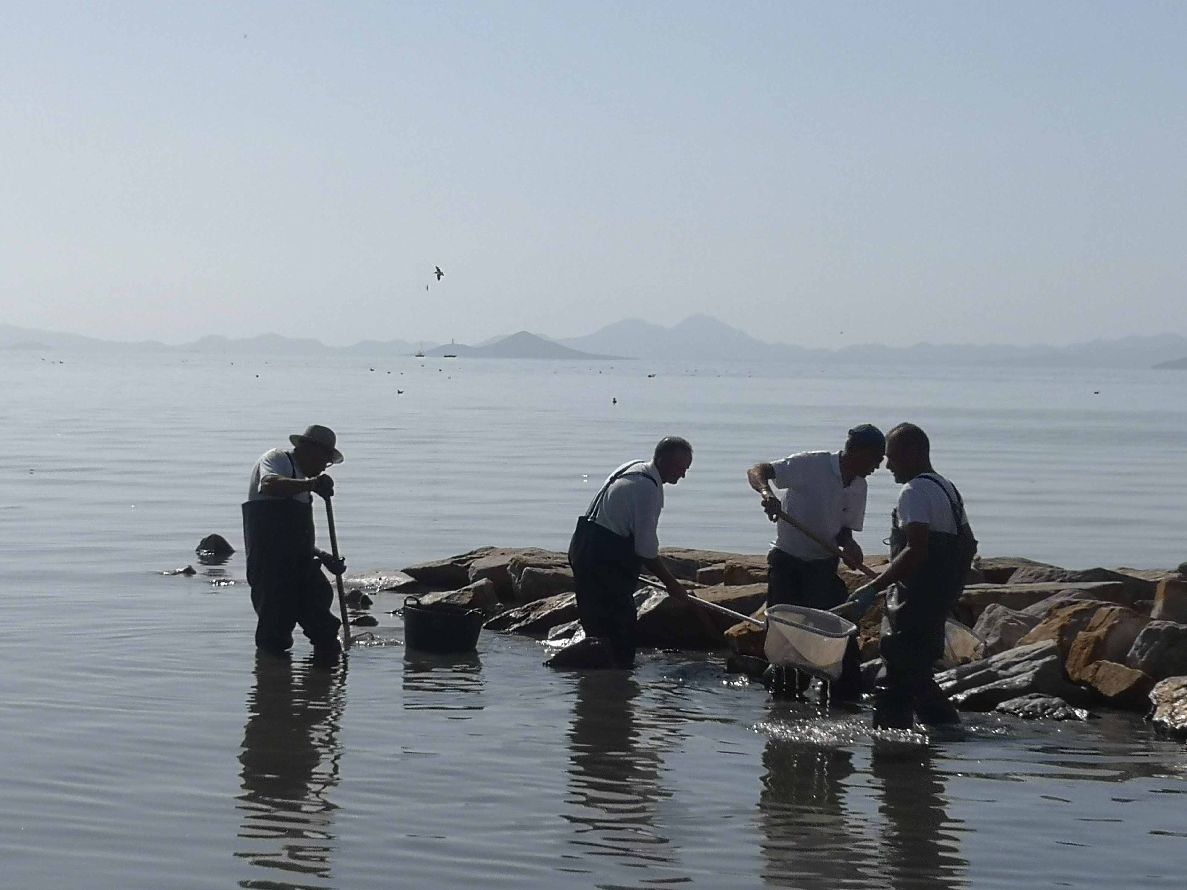 Operarios retirando ejemplares muertos de las orillas del Mar Menor. Imagen: EEA