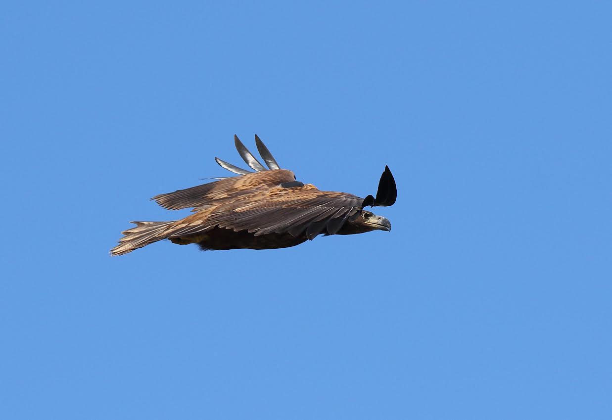 Pigargo europeo liberado en Asturias en vuelo, con su emisor GPS visible en el dorso del animal. Imagen: Ilja Alexander Schroeder / Grefa