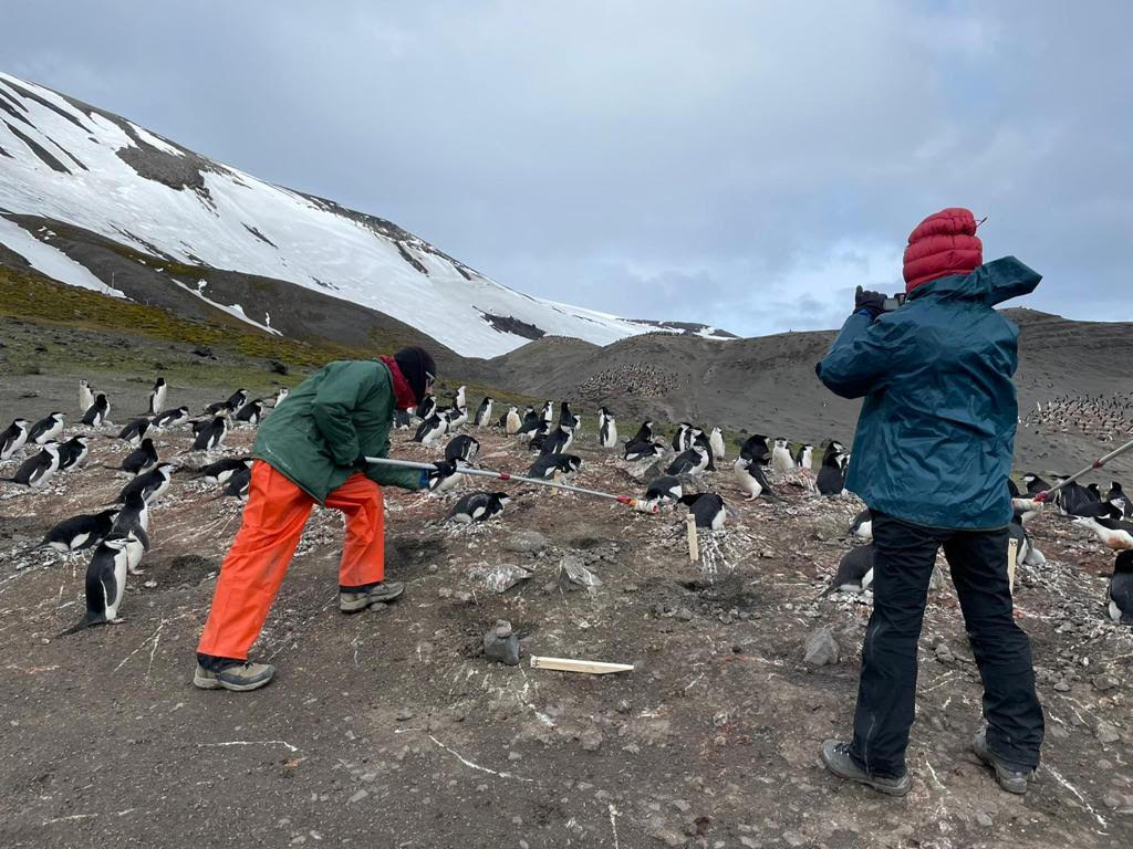 Recogida de datos en una colonia de pingüinos. Foto: proyecto Perpantar