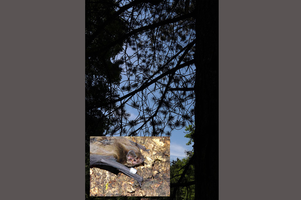 Al nóctulo pequeño le gusta el pino negro. Foto murciélago, en Riópar: Carmen Martínez / ANSE. Foto paisaje: Pixabay