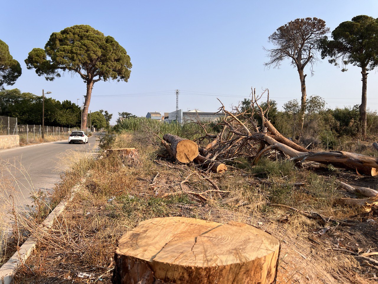 Pinos centenarios de Churra talados en el suelo. Foto: Huermur