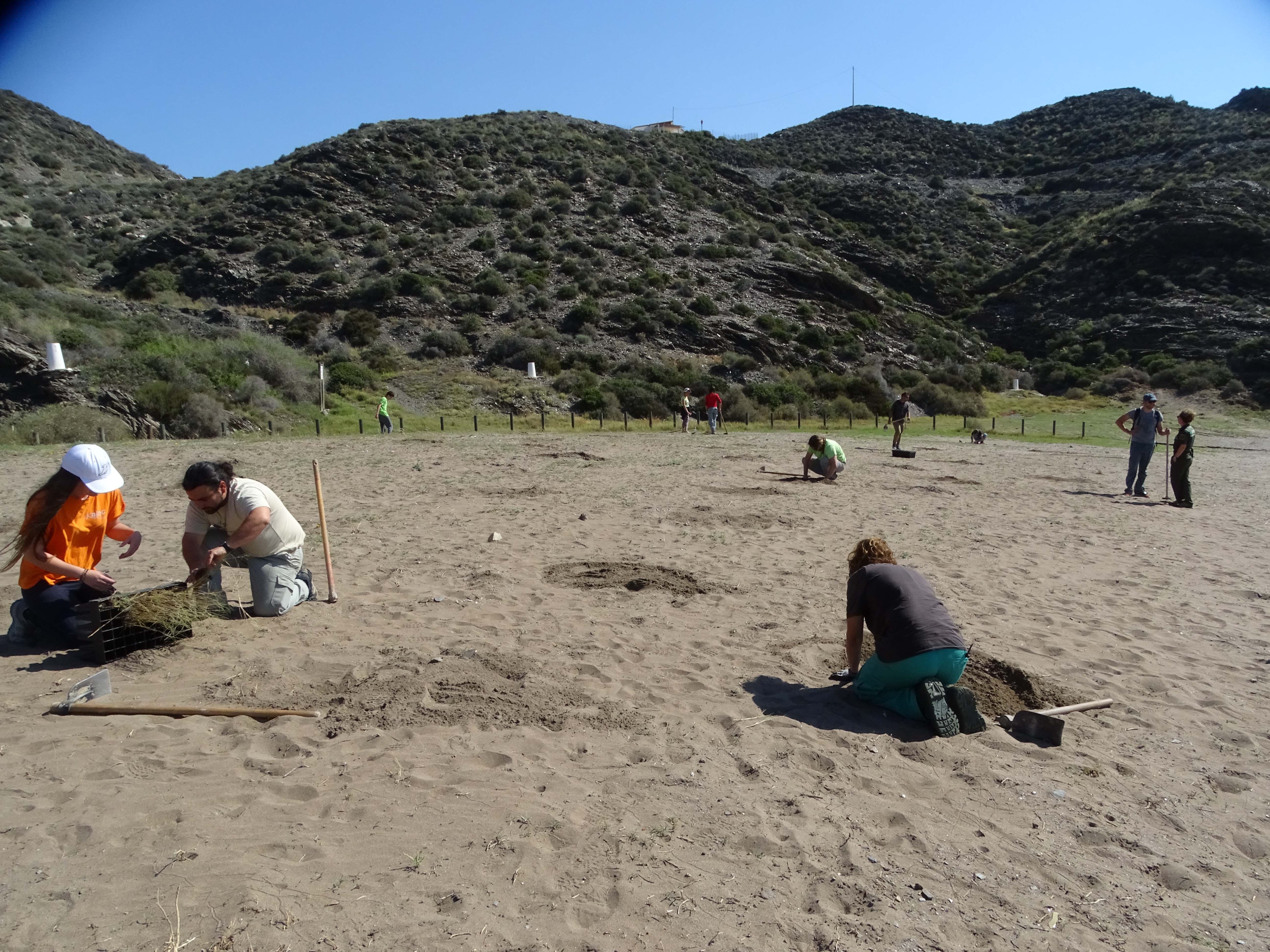 Plantación en la playa de Calnegre. Imagen: ANSE