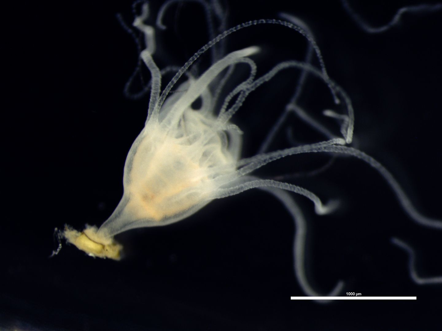Pólipo de 'Rhizostoma luteum'. Imagen: CSIC