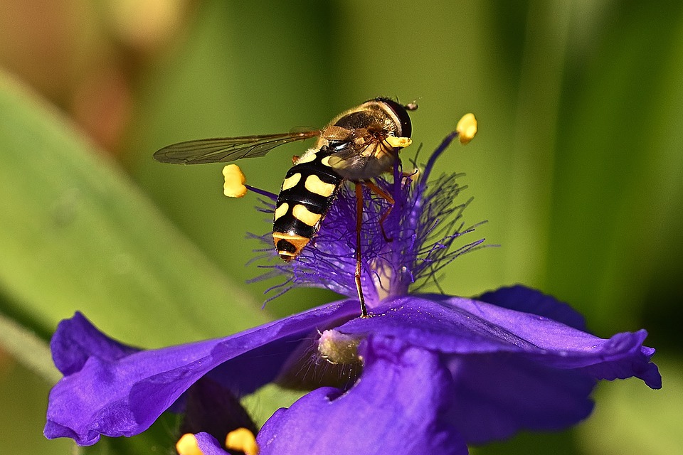 Los sírfidos -dípteros que se confunden con abejas y avispas- liban el néctar de las flores. Imagen: Pixabay