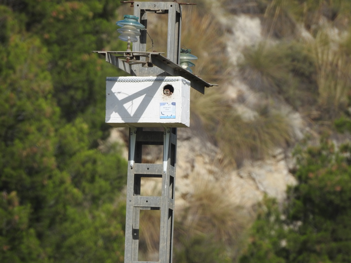 Pollo de cernícalo en su refugio. Foto: ANSE