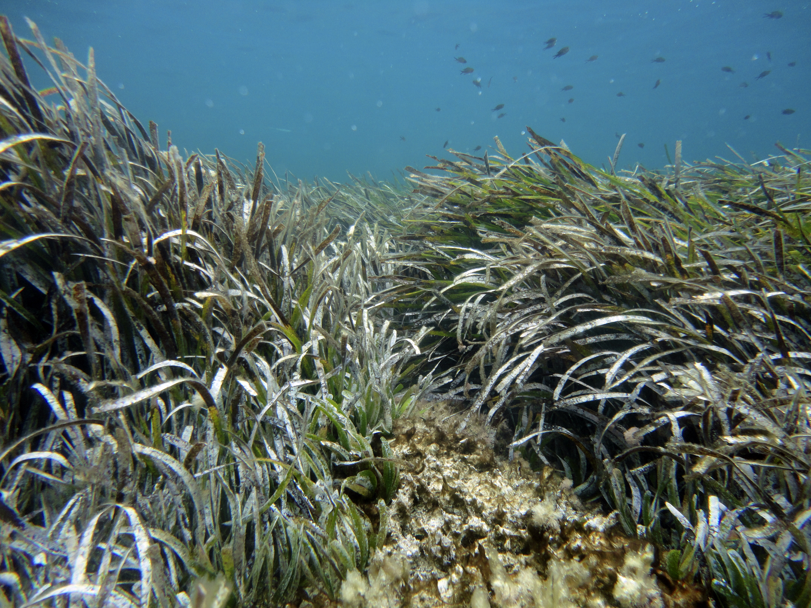 Pradera de ‘Posidonia oceanica’ en Formentera. Imagen: Fernando Estalleras / CSIC