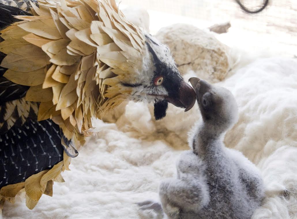 El quebrantahuesos es "prácticamente imposible confundirlo con cualquier otra especie cinegética", señala la Guardia Civil de Albacete. Foto: GC Albacete