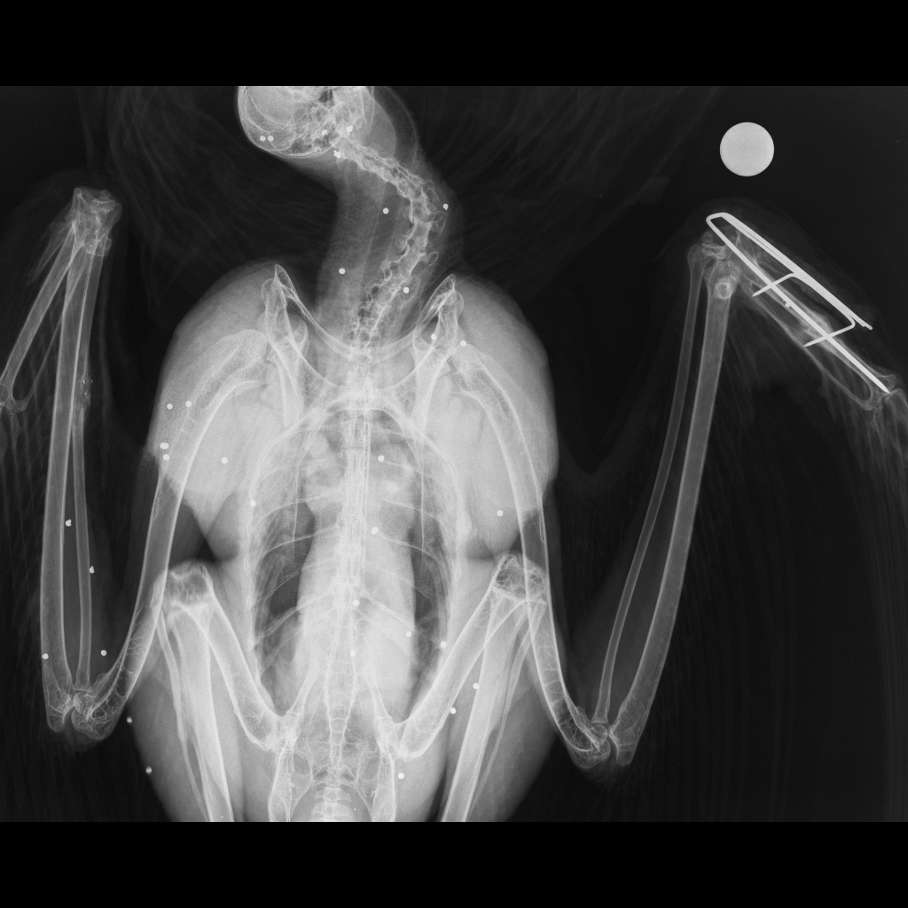 Radiografía en la que se aprecian los perdigones de plomo por el disparo. Foto: AMUS