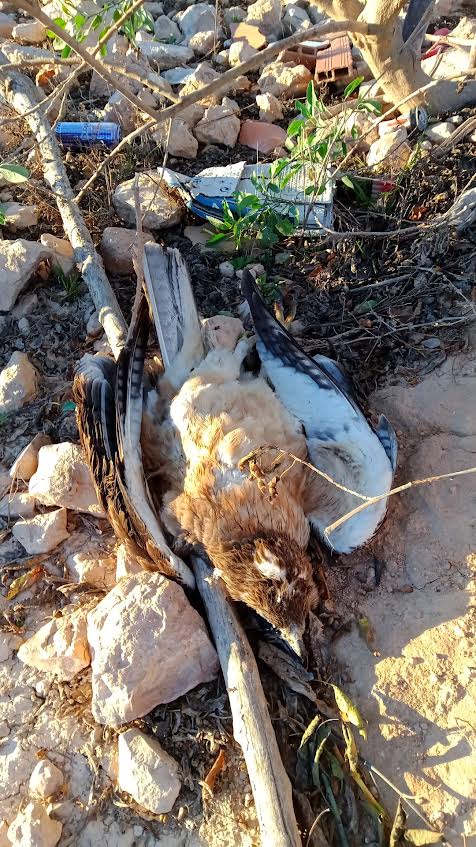 Rapaz muerta bajo un tendido eléctrico propiedad de Iberdrola (Murcia). Foto: ANSE