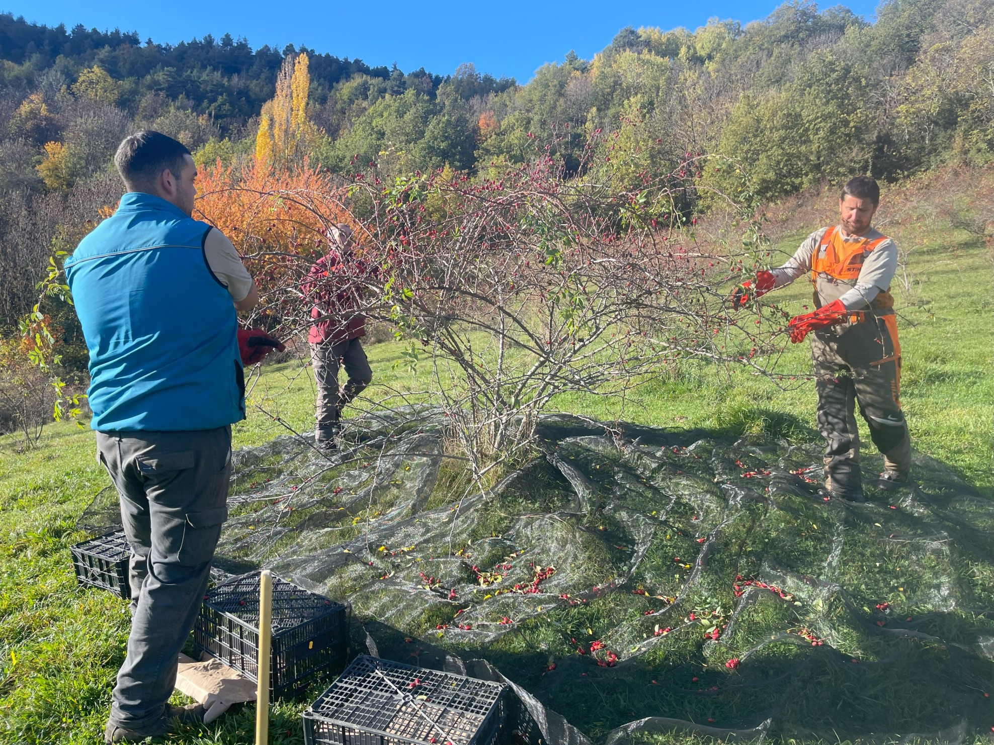 Recolectando escaramujos. Foto: Proyecto Plantas Olvidadas