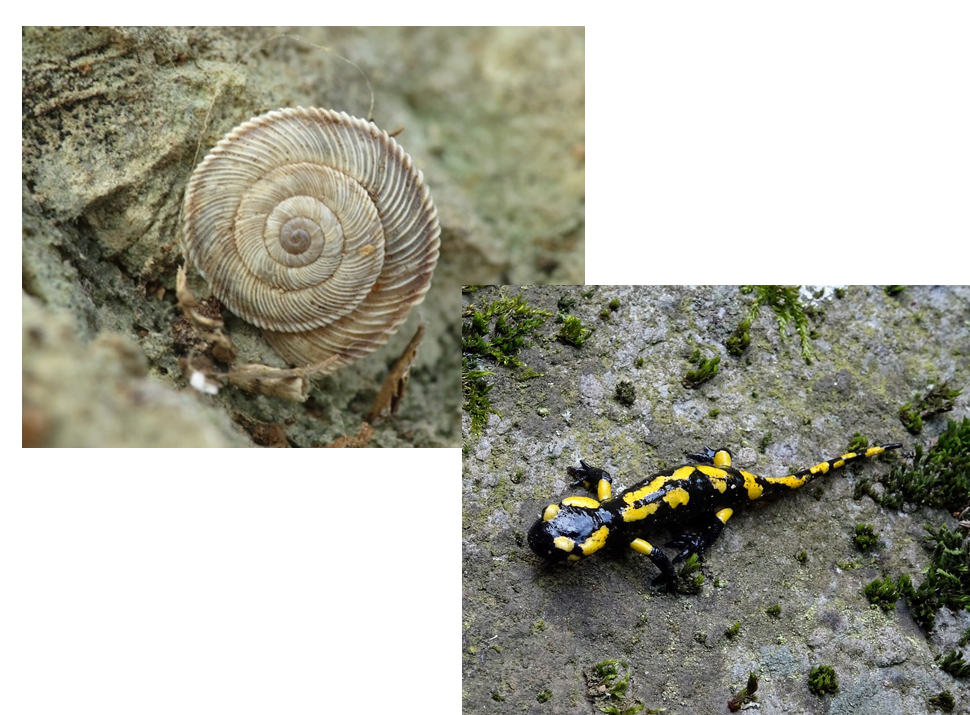 A la izda., el caracol terrestre 'Xerocrassa barceloi' (foto: Interbase). A la dcha., una salamandra (foto: Wikipedia)