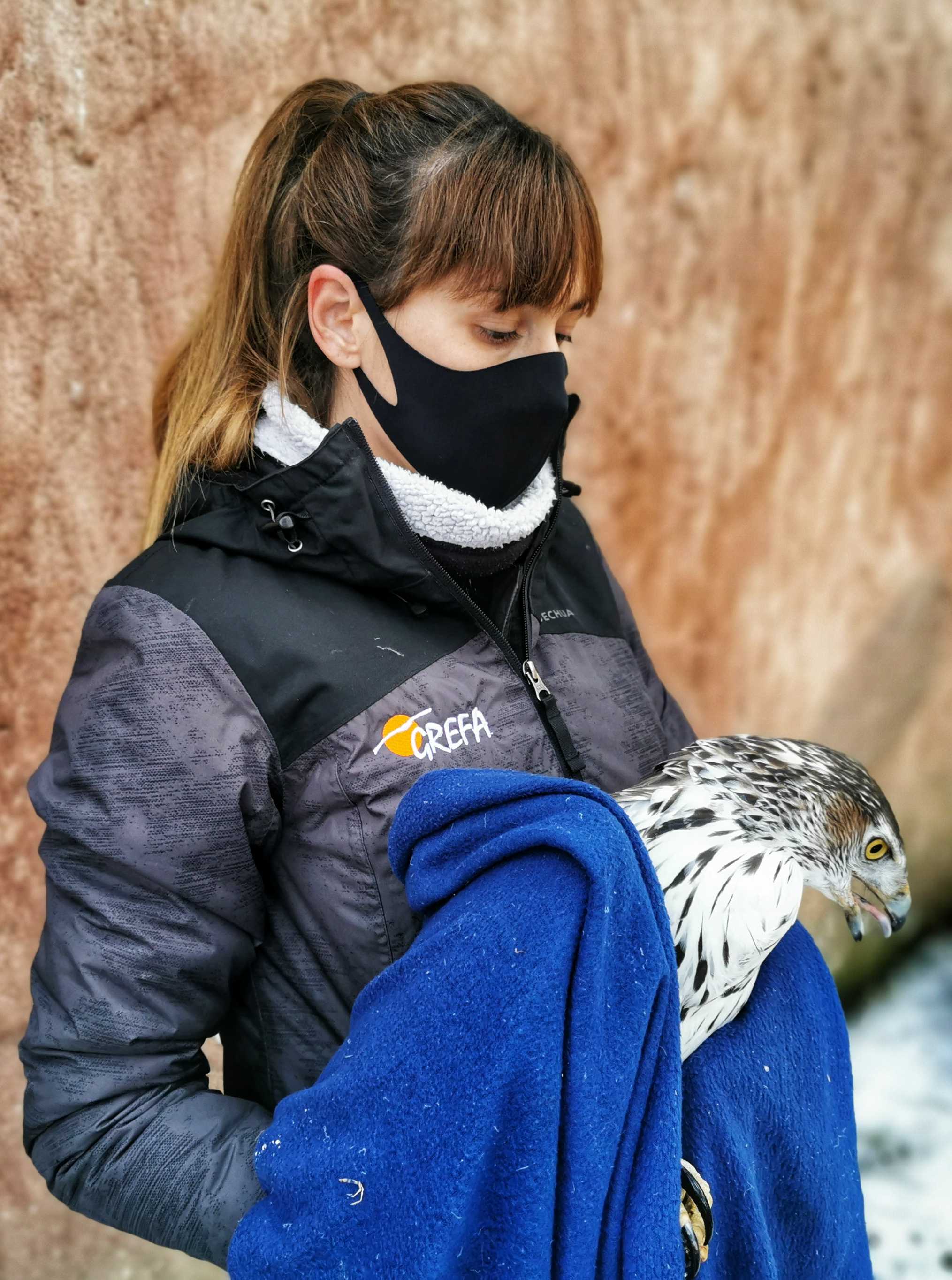 Una rescatadora de fauna de la ONG sujeta a un águila de Bonelli o perdicera. Imagen: Grefa