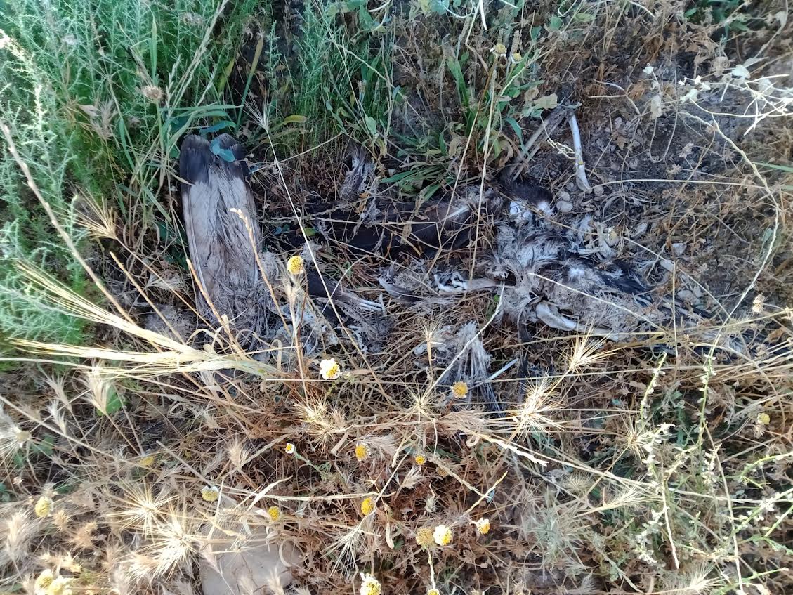 Restos de un águila perdicera bajo un apoyo de Iberdrola en La Parroquia (Lorca). Foto: ANSE