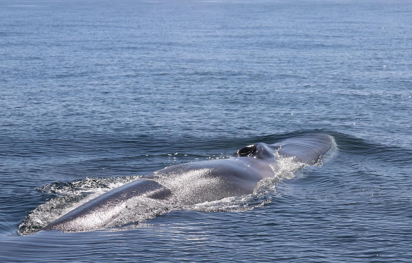 Ejemplar de rorcual común ('Balaenoptera physalus'). Foto: IEO-CSIC