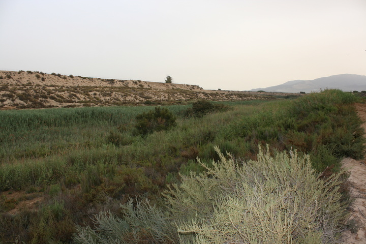 Los Saladares del Guadalentín son uno de los humedales interiores más singulares de la Región. Foto: CARM