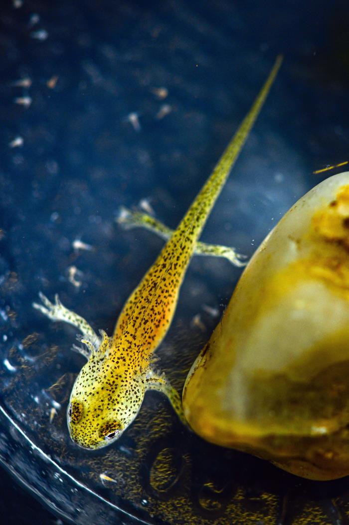 Se sabe muy poco del hábitat natural y alimentación de la salamandra de kaiser. Imagen: EFE/Fernando Robledano