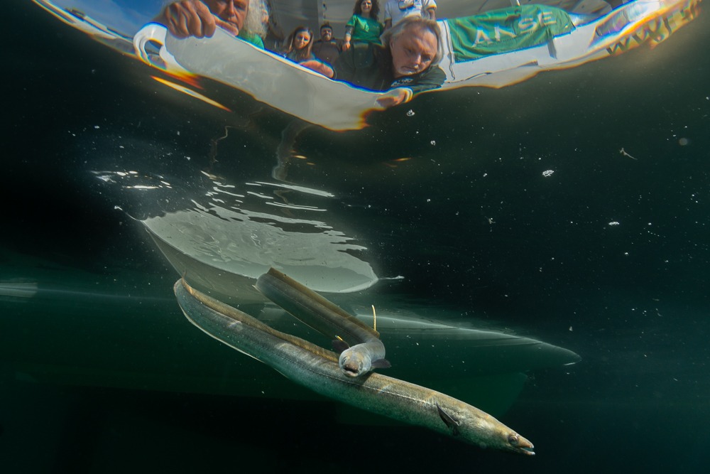 Las anguilas liberadas habían sido desembarcadas en la lonja de lo Pagán el pasado 15 de enero. Foto: ANSE