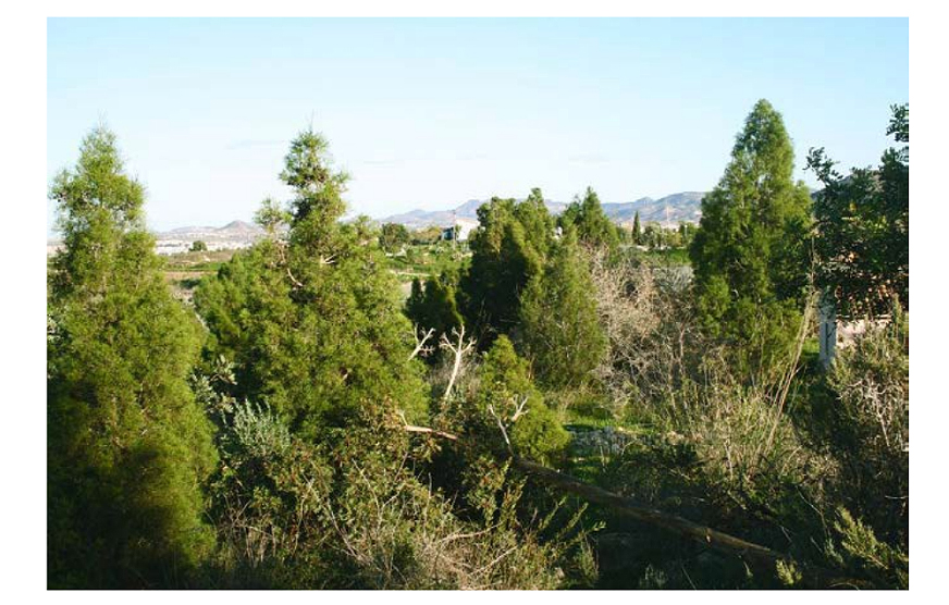 Bosque de tetraclinis, de importante densidad, del trabajo del Dr. Miguel Ángel Esteve Selma. Foto: ILP Mar Menor