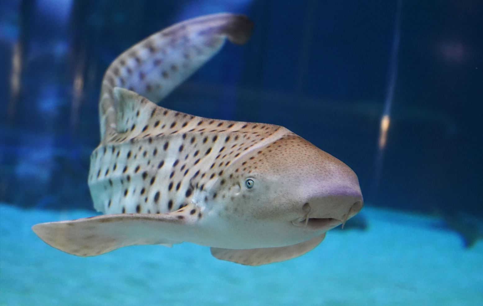 Tiburón cebra. Foto: Fundación Oceanogràfic