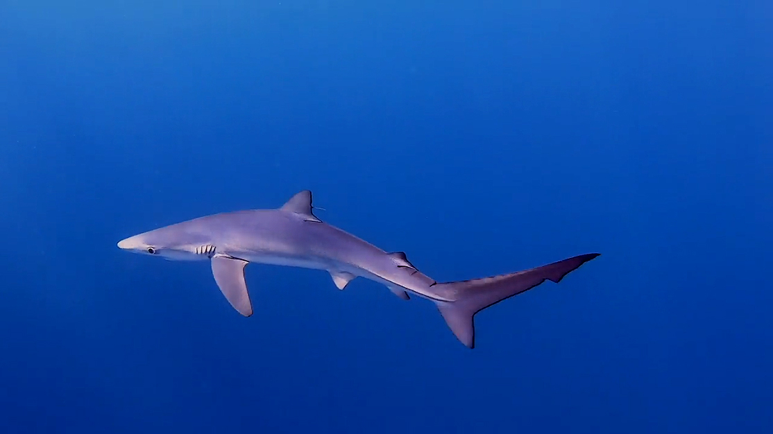 La tintorera o tiburón azul está clasificada como en peligro crítico en el Mediterráneo. Imagen: extracto de video de Mathieu Lapinski / WWF