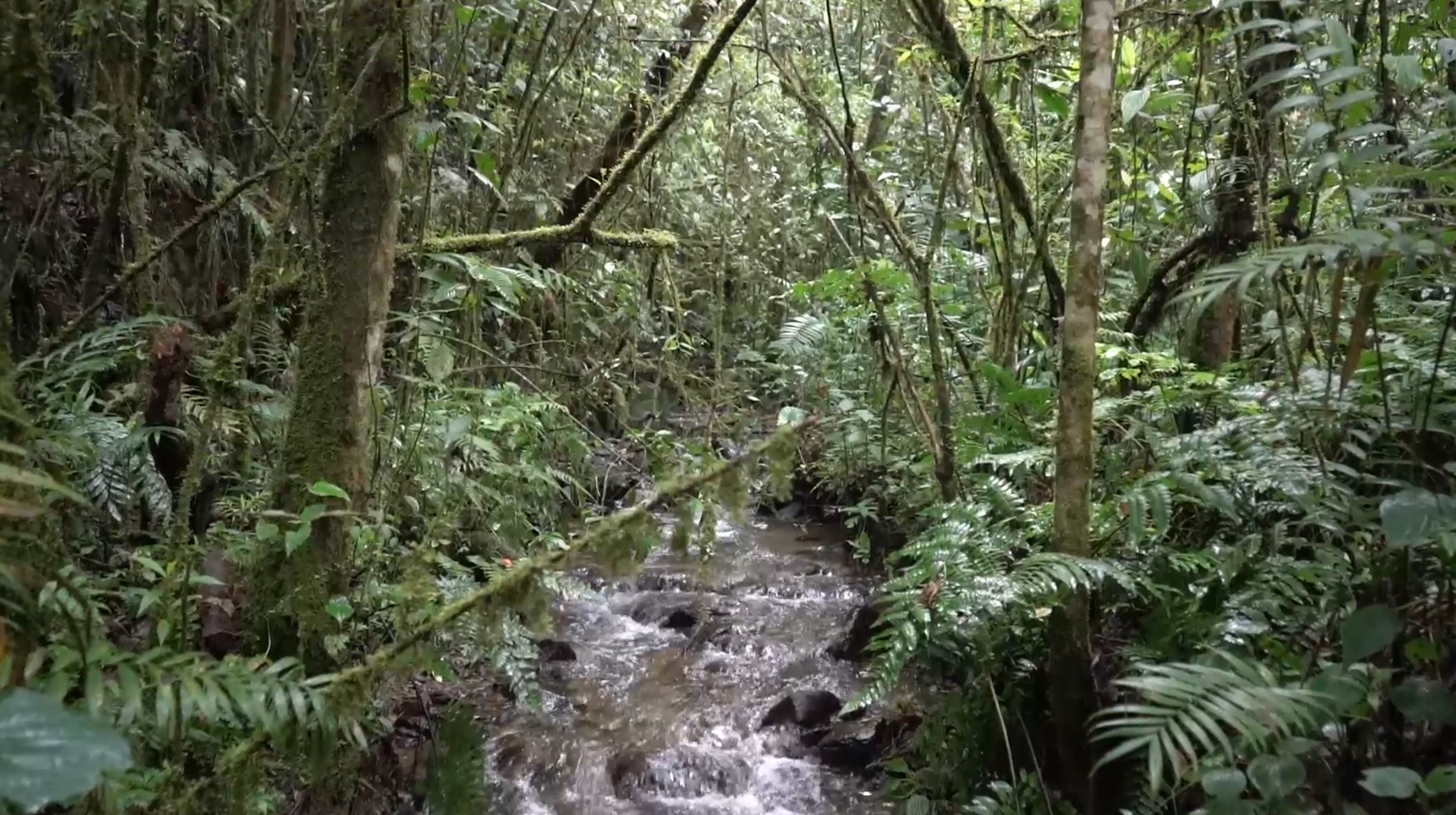 Paisajes de la Reserva Forestal Protectora Regional Alto de San Miguel. Gobierno de Corantioquia