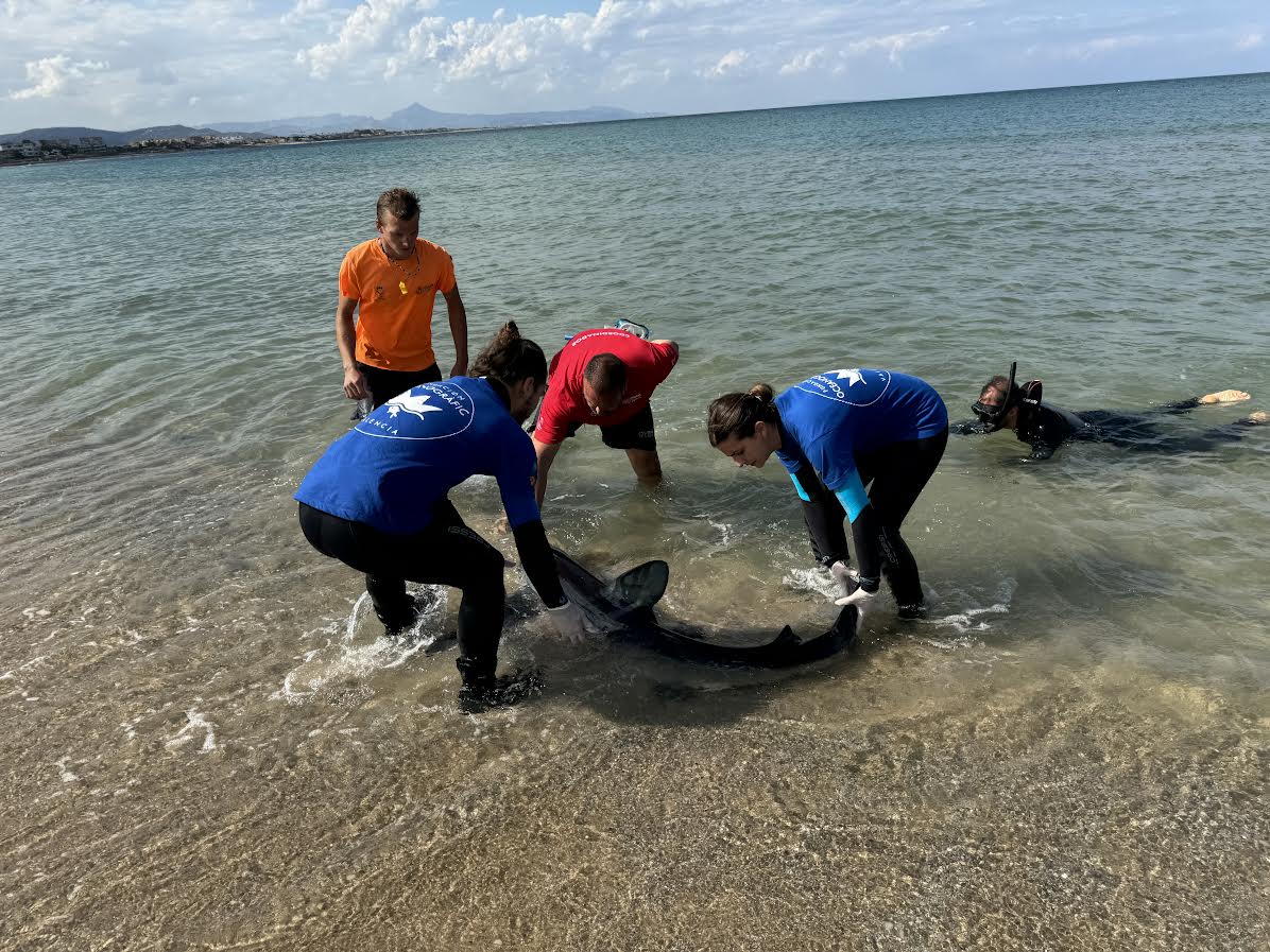 Los equipos de rescate durante la reintroducción de la tintorera que apareció en Denia. Foto: Oceanogràfic