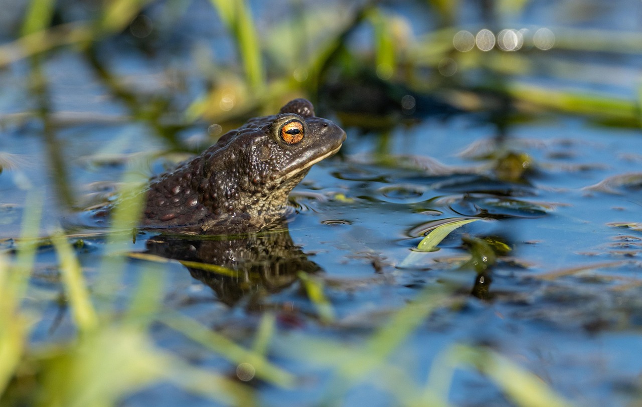 Un sapo reposa en la charca. Imagen: Pixabay