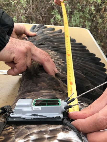 Toma de medidas a un águila de Bonelli con emisor GPS. Foto: GREFA