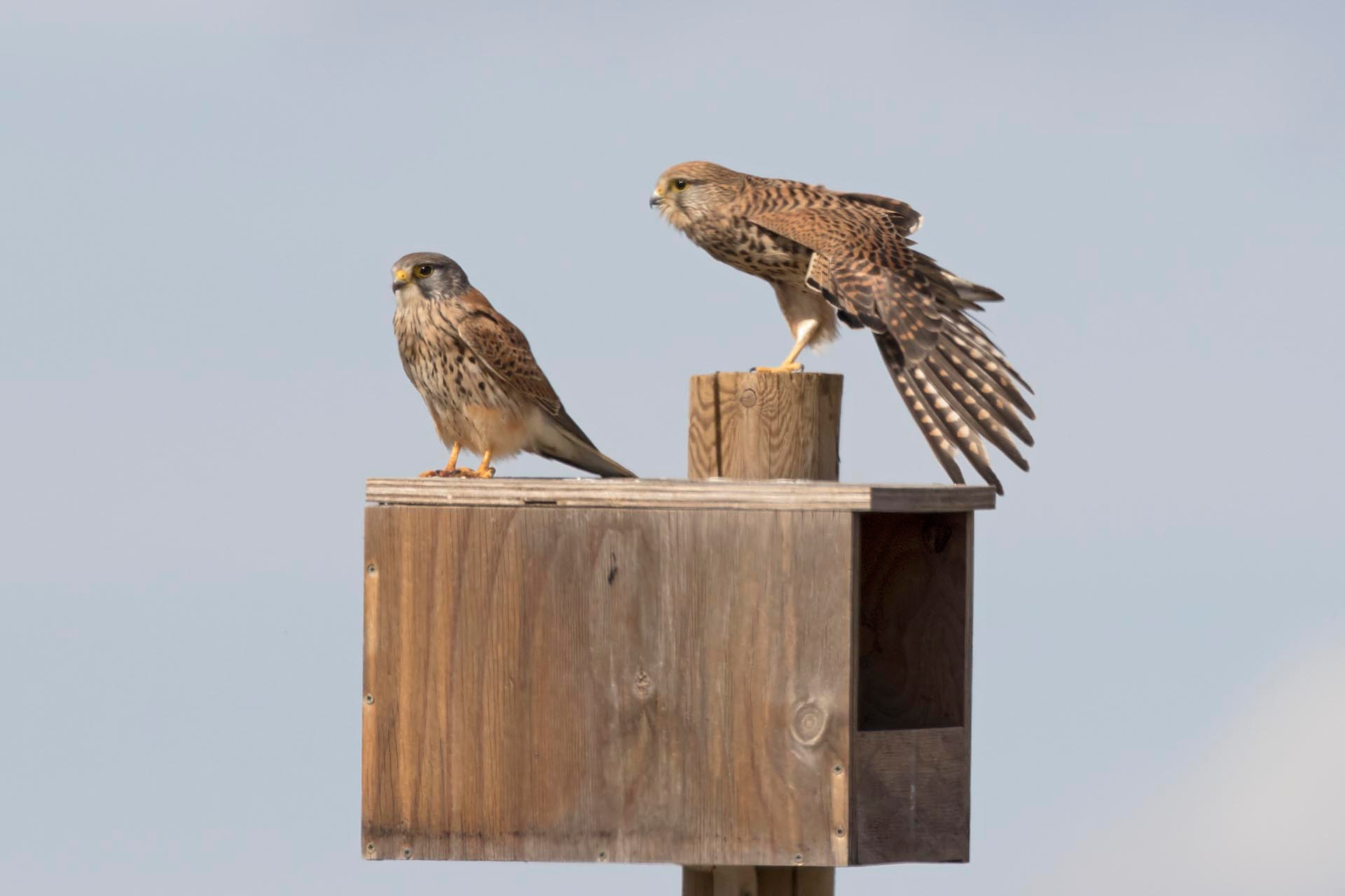 Pareja de cernícalos vulgares, en una caja nido. Foto: GREFA