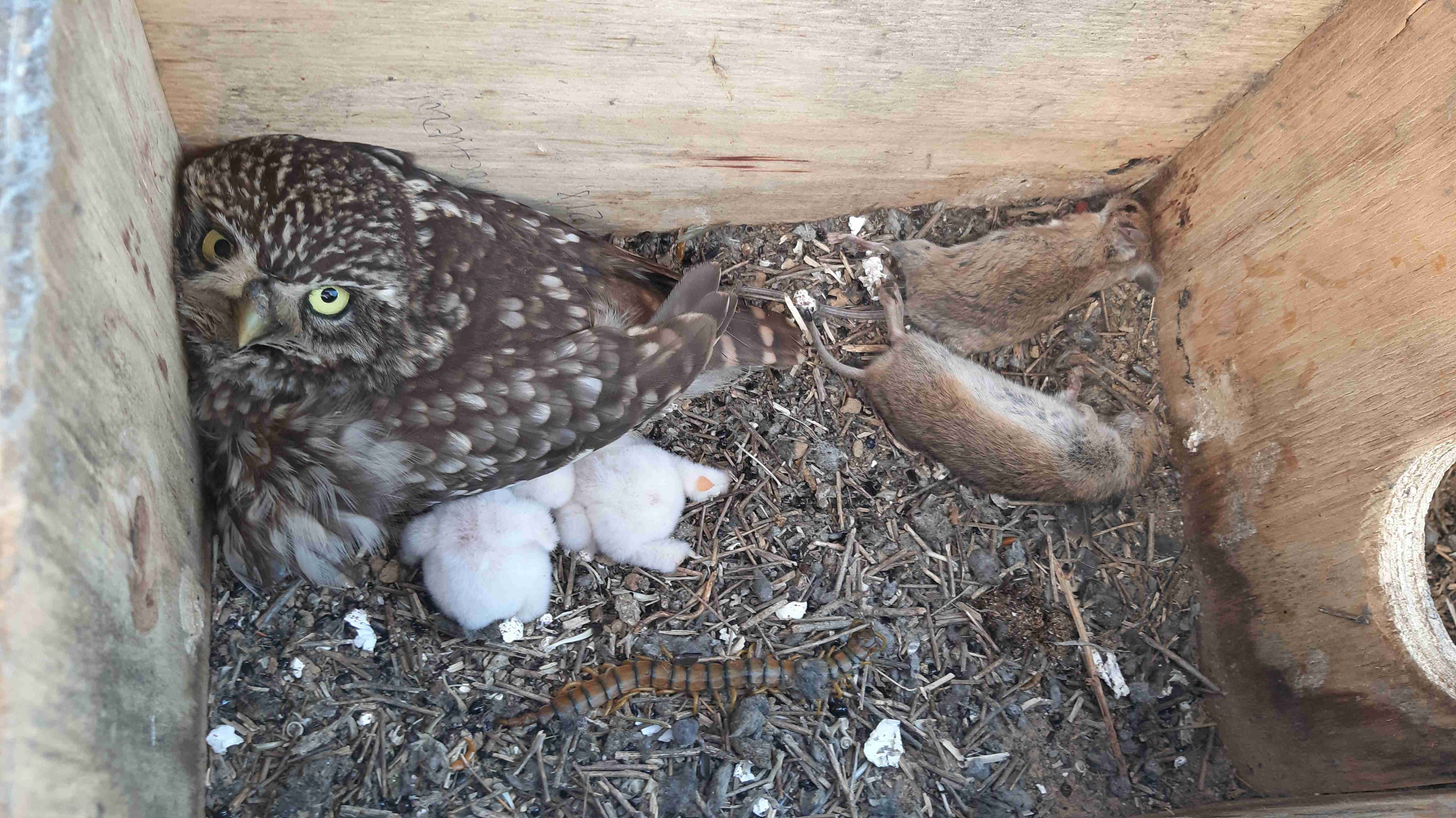 Un mochuelo con pollos descansa en una caja nido con despensa de topillos. Foto: GREFA