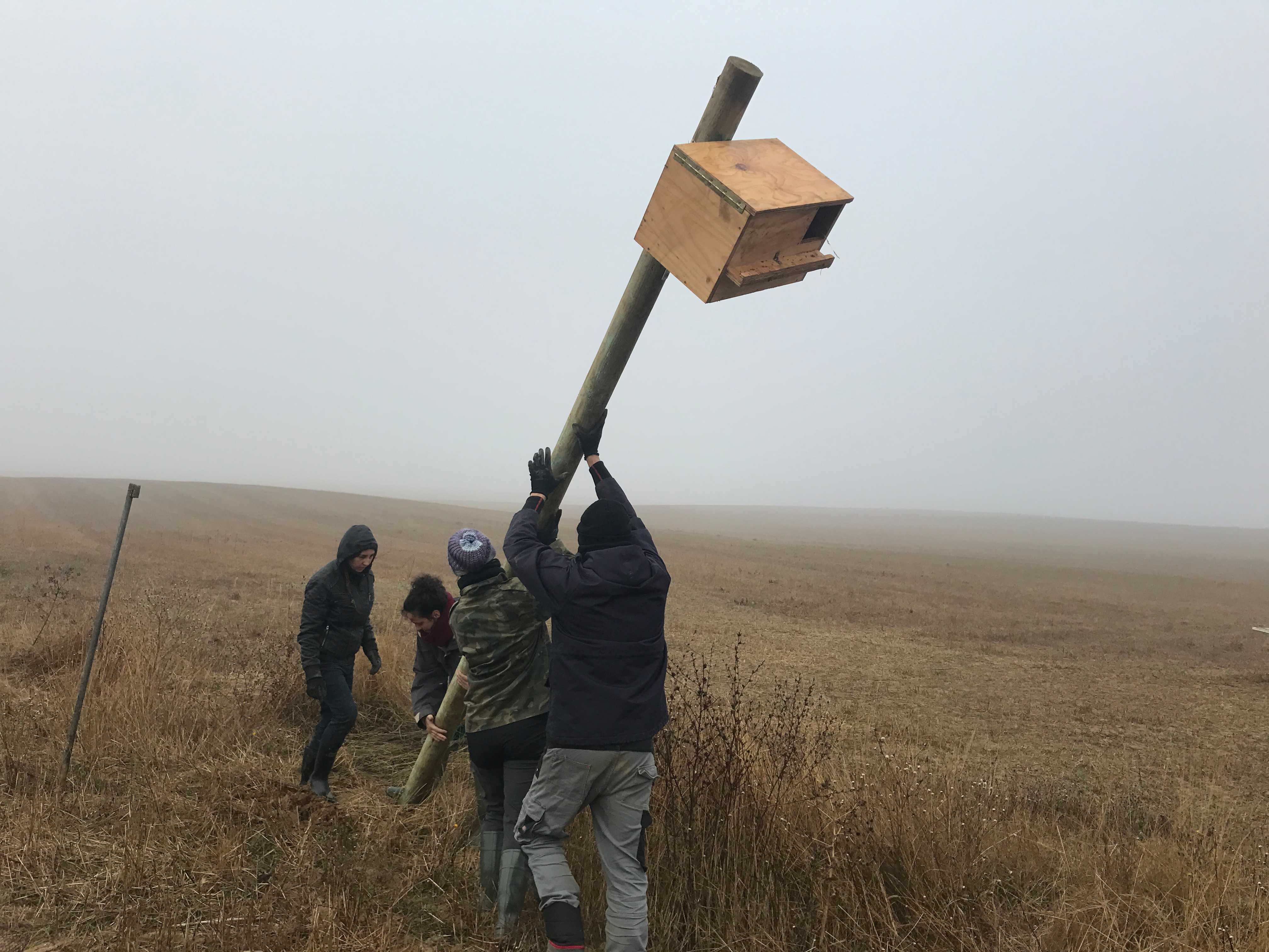 Colocación de una caja nido para lechuza. Foto: GREFA